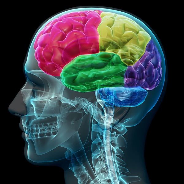 bases neurobiológicas de la felicidad.